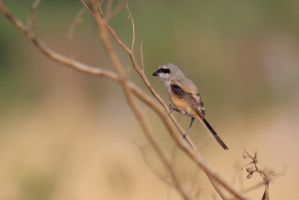 Long-Tailed Shrike at Serene Farms